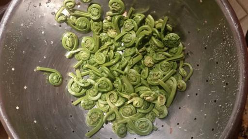 Cooked Fiddleheads