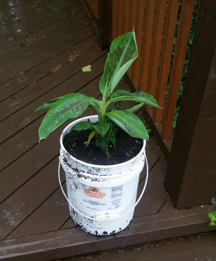 Banana Plant New Container