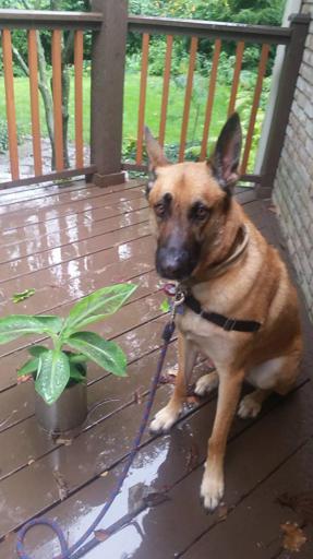 Banana Plant Old Container 2 Plus Dog
