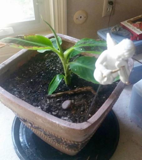 Sister Banana plant