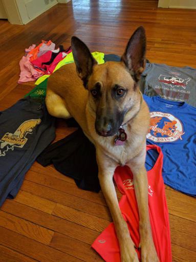 Viira the Belgian malinois dog and old shirts