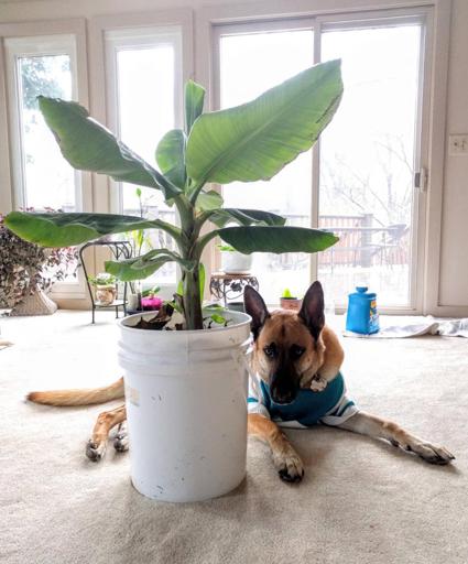 Banana Plant Plus Dog Again