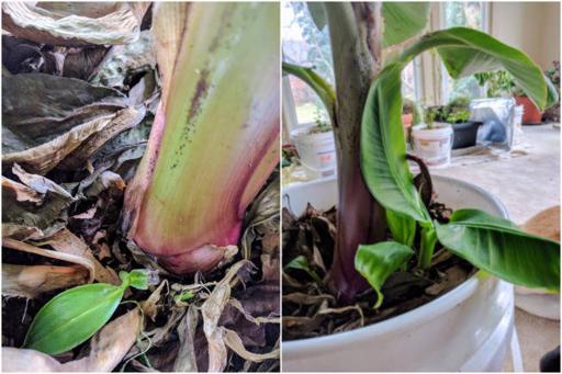 Banana Plant Sister Plants