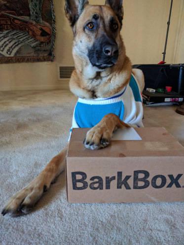 Viira with BarkBox's box