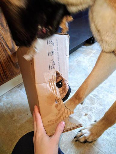 Helping Viira open the Bark Box