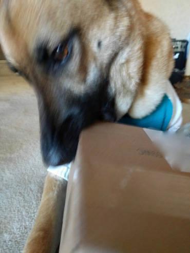 Viira opening BarkBox's box