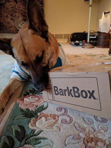 Viira with BarkBox's box month 2
