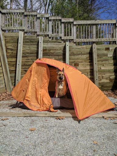 Viira in Tent