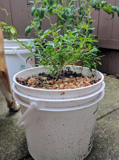 Goji Berry Plant