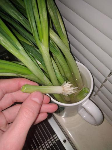 Green Onions in Mug with tops cut off