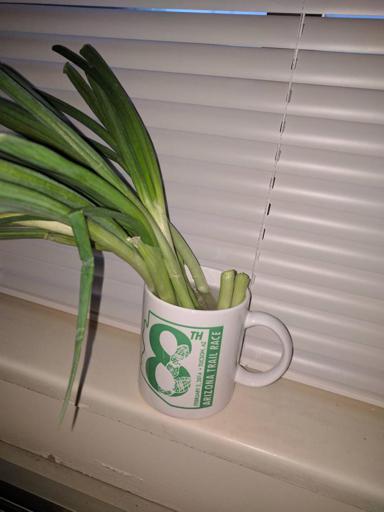 Green Onions in Mug with tops cut off again