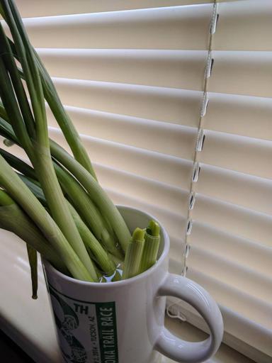 Green Onions in Mug with new growth