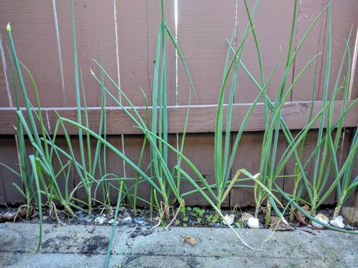 Green Onions Growing By Fence