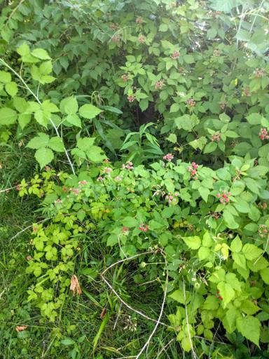 Not Ripe Wild Black Raspberries on Plant Growing