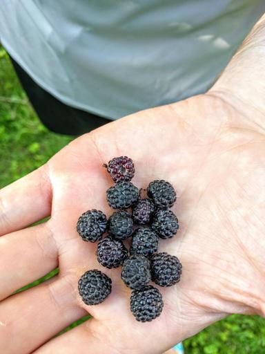 Picked Wild Black Raspberries Holding in Hand