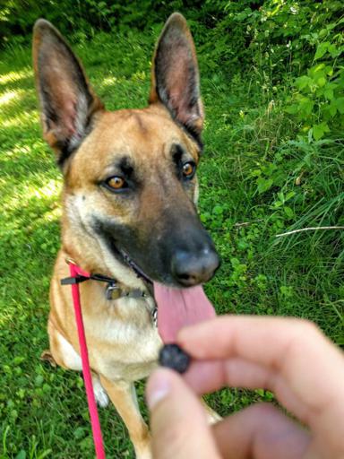 Viira the Belgian Malinois Wants Black Raspberries