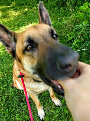 Viira the Belgian Malinois Eating Black Raspberries