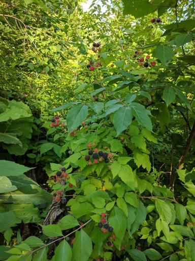 Wild Black Raspberries