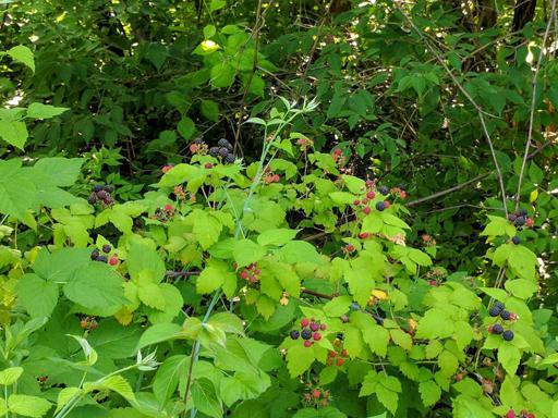 Wild Black Raspberries on Plant