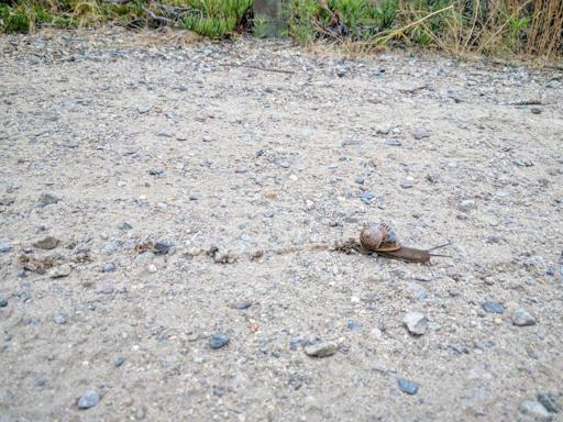 Picture of a Snail, joking about the pace I was moving at