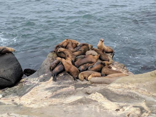 Rock with more seals and sea lions