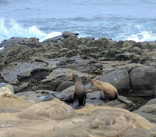 Sea Lions barking