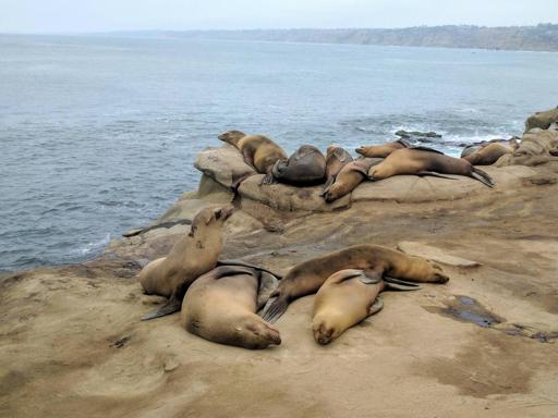 Sea lion sleeping sitting up