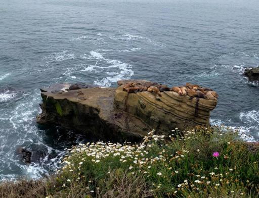 Seals and Sea Lions on Rock
