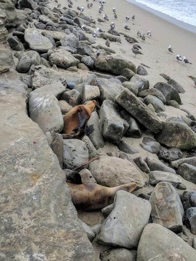 Sea Lions barking