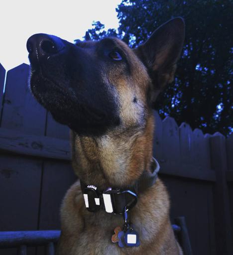 Brilliant Reflective Stick-On Strips on Dog Collar